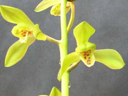 深圳科苗園藝實(shí)業(yè) 花卉世界網(wǎng)上的卓越產(chǎn)品展示