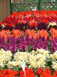 陜西華凌園林景觀工程 匠心筑就花卉世界，扮靚城市美好生活