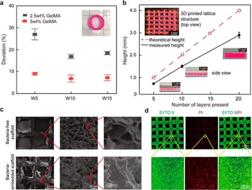 acs macro letters 中山大學(xué)岳軍團(tuán)隊(duì) 3d 生物打印明膠水凝膠 分泌透明質(zhì)酸 基活體材料