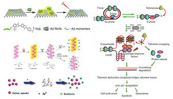 長春應化所新型生物功能材料構筑及生物應用基礎研究獲進展